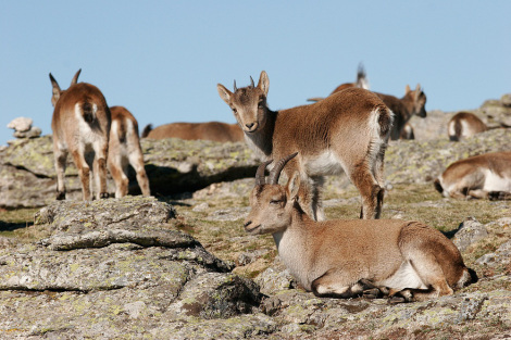 Medio Ambiente realiza controles a 30 cabras montesas y suelta tres ejemplares en Cazorla, Segura y Las Villas
